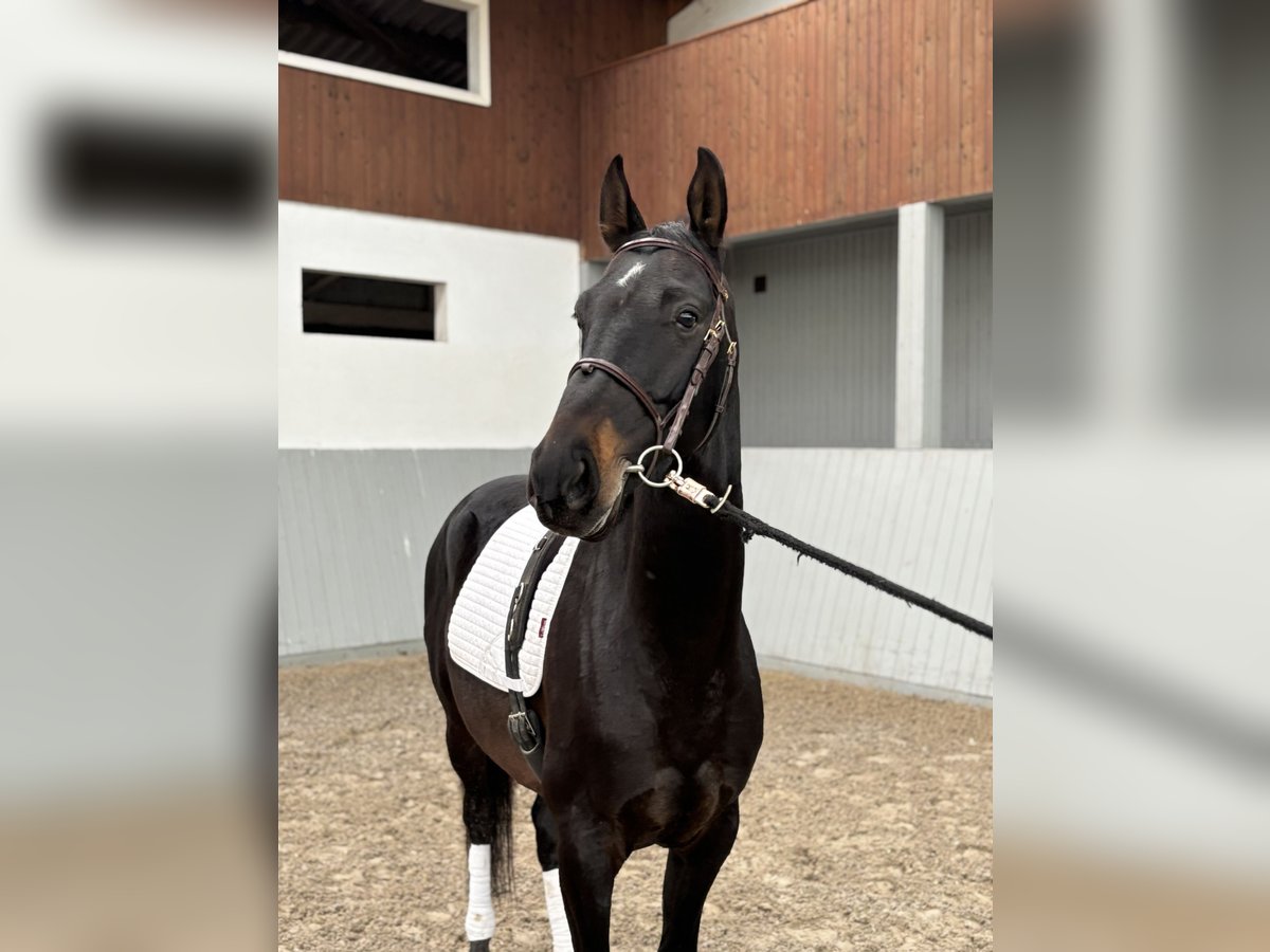 Akhal-Teke Ruin 4 Jaar 154 cm Zwartbruin in Ovelgönne