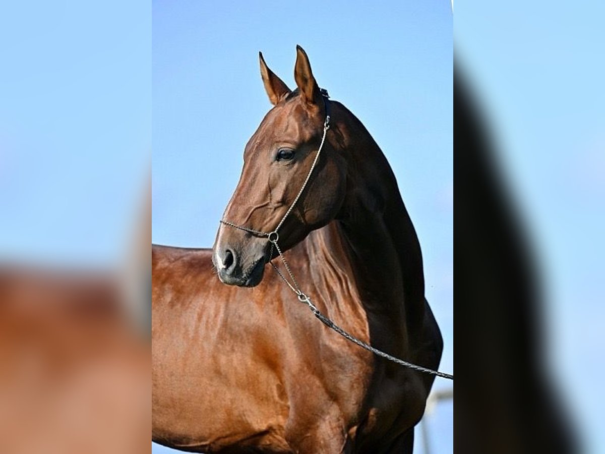Akhal-Teke Ruin 8 Jaar 154 cm Bruin in Oberneukirchen