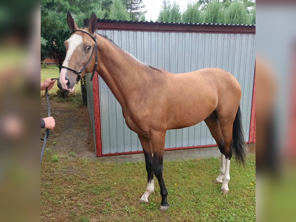 Akhal-Teke Semental 2 años 152 cm Castaño claro in Nowa Wie&#x15B;