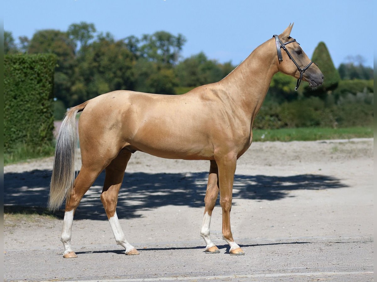 Akhal-Teke Semental 2 años 160 cm Palomino in M&#xF8;rk&#xF8;v