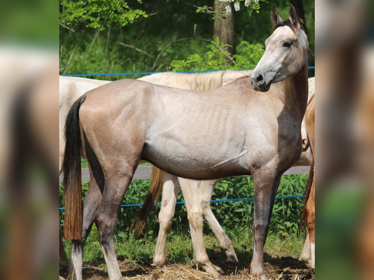 Akhal-Teke Semental 3 años 145 cm Buckskin/Bayo in Kisbér