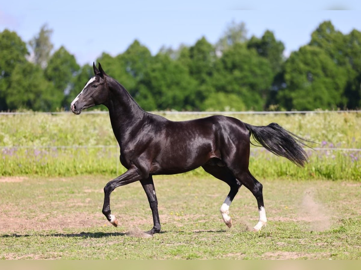 Akhal-Teke Semental 3 años 162 cm Negro in San Pietroburgo
