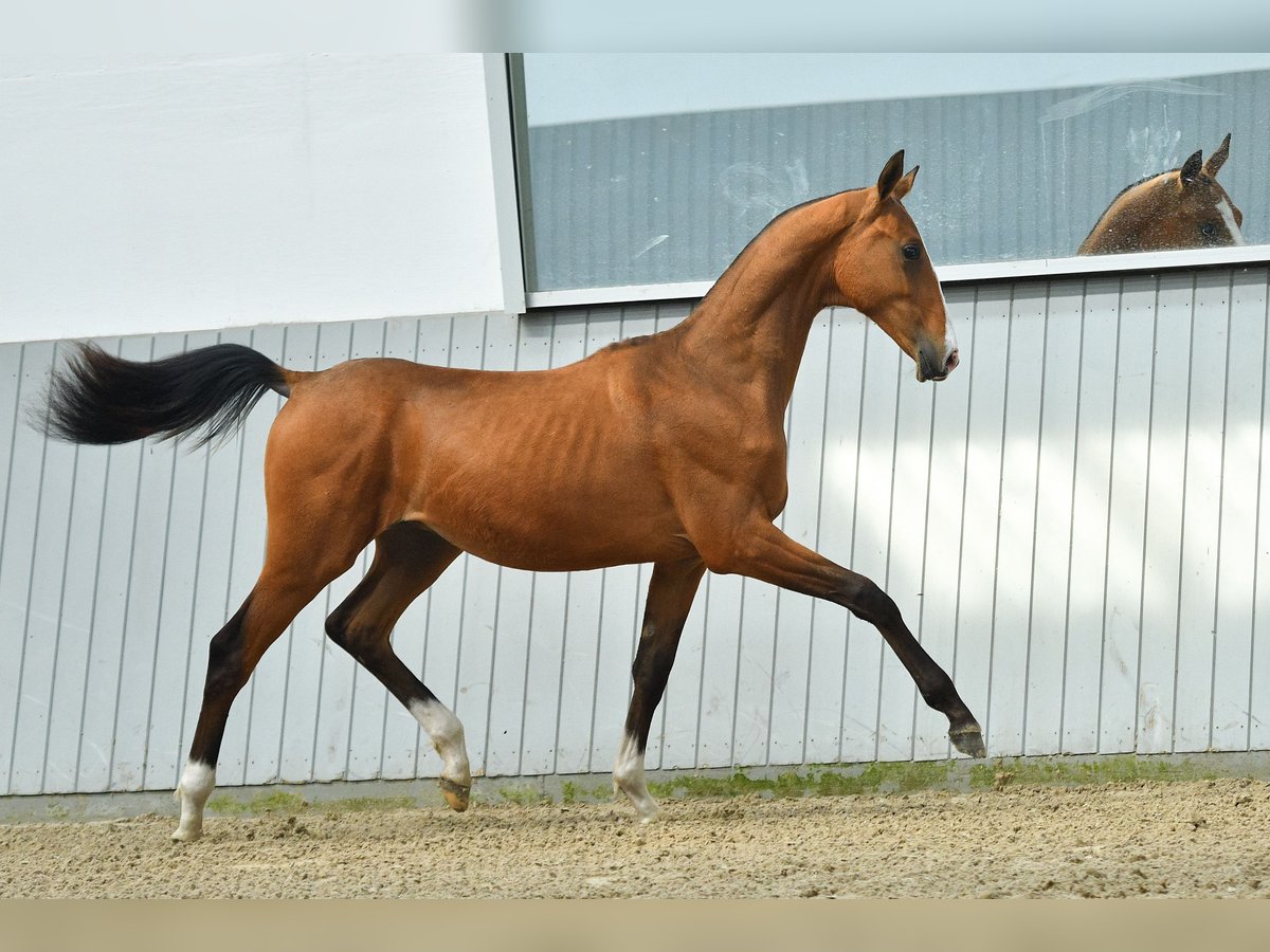 Akhal-Teke Semental 3 años Castaño in Ovelgönne