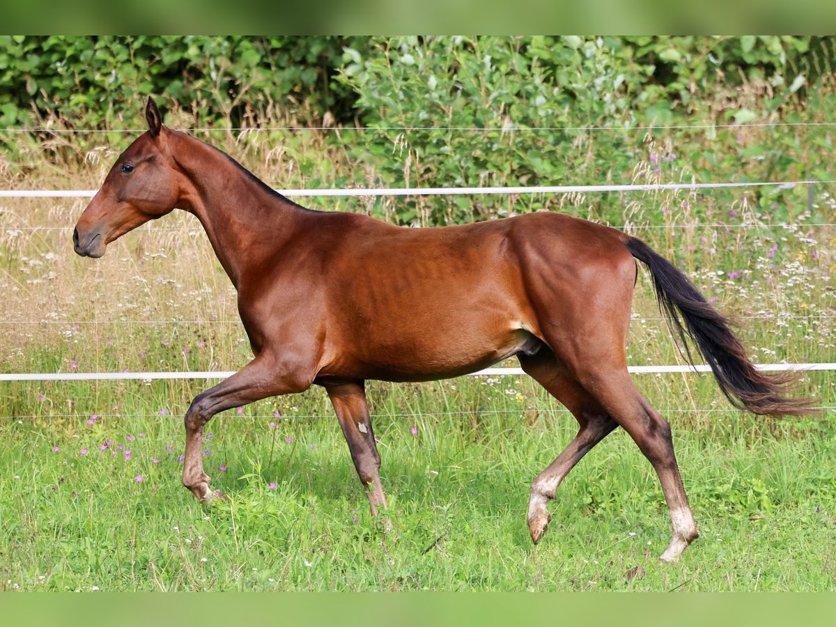 Akhal-Teke Stallion 1 year 14,2 hh Bay-Dark in San Pietroburgo
