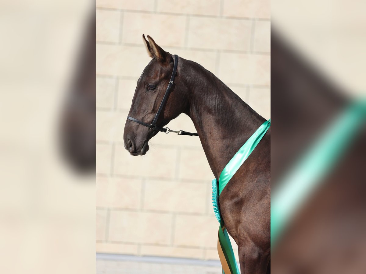 Akhal-Teke Stallion 1 year 15,1 hh Black in Domodedovo