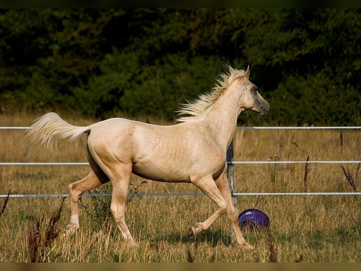 Akhal-Teke Stallion 1 year 15,2 hh Palomino in GOVEN