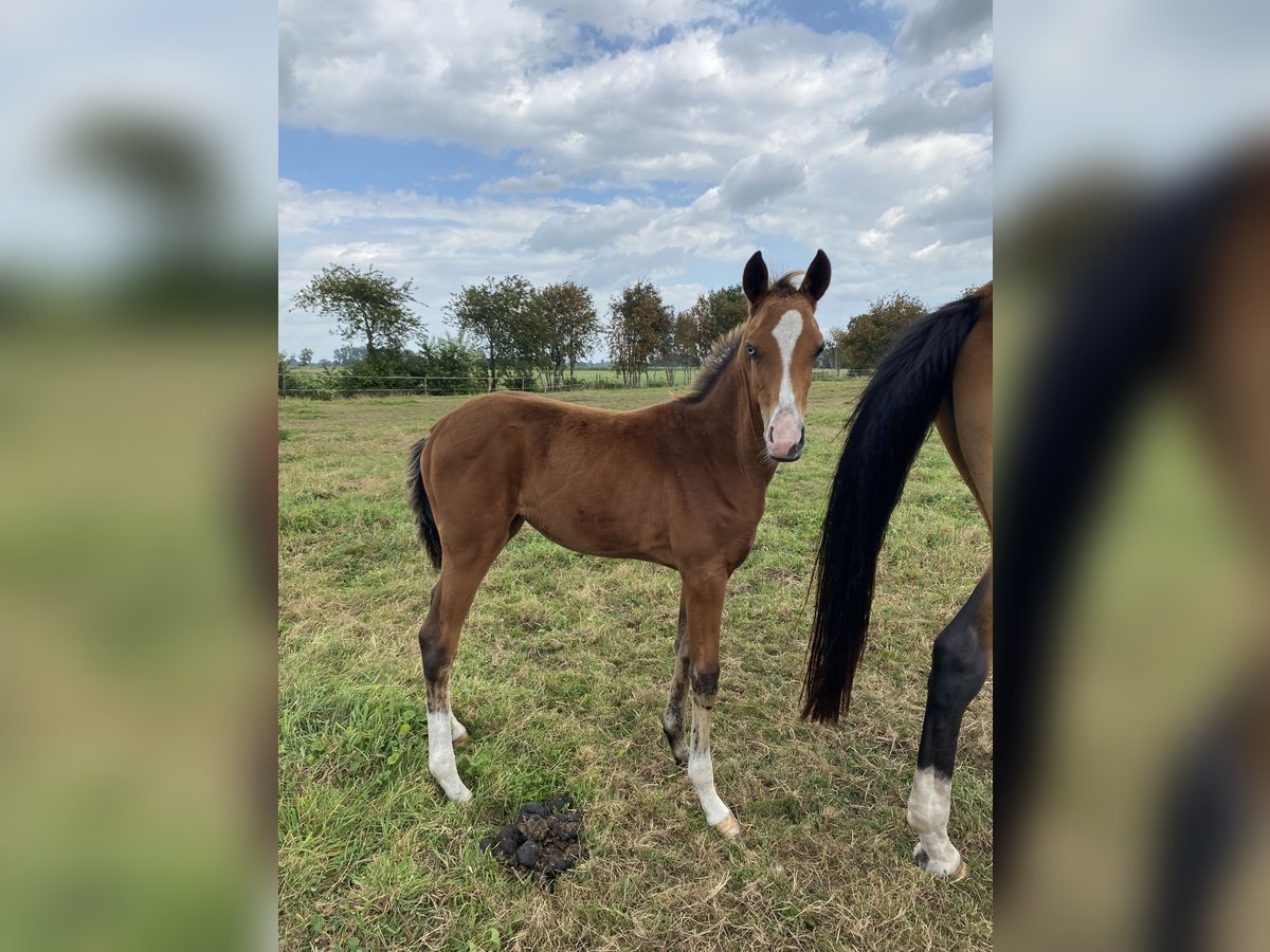 Akhal-Teke Mix Stallion 1 year Brown in Ovelgönne