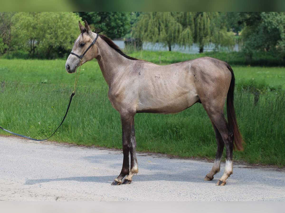 Akhal-Teke Stallion 3 years 14,1 hh Buckskin in Kisbér