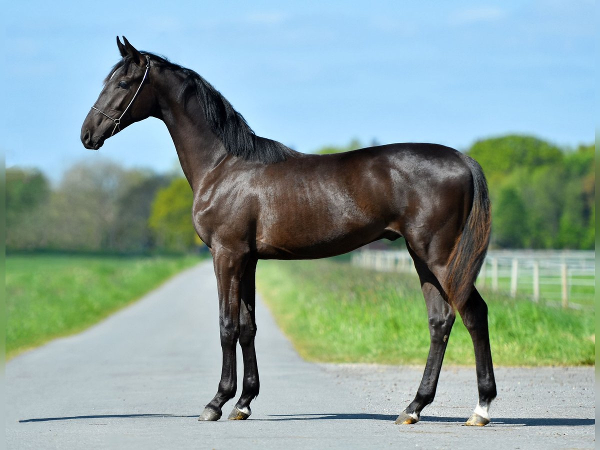 Akhal-Teke Stallion 3 years Black in Ovelgönne