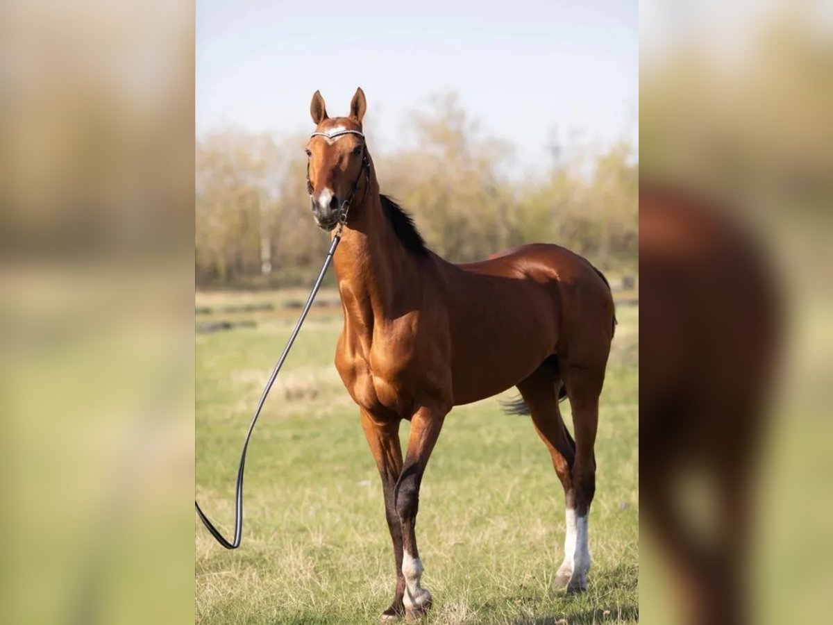 Akhal-Teke Stallion 7 years 16 hh Brown-Light in Ole&#x15B;nica-Folwark