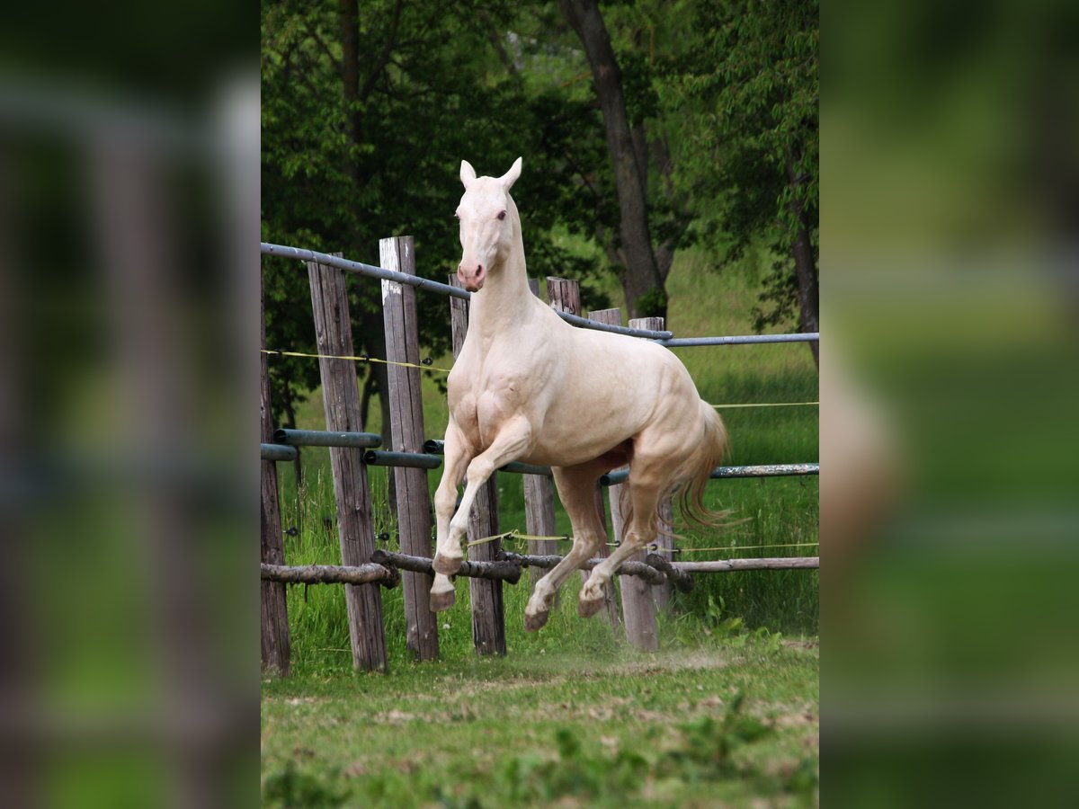 Akhal-Teke Stallion 8 years 15,1 hh Perlino in Klatovy