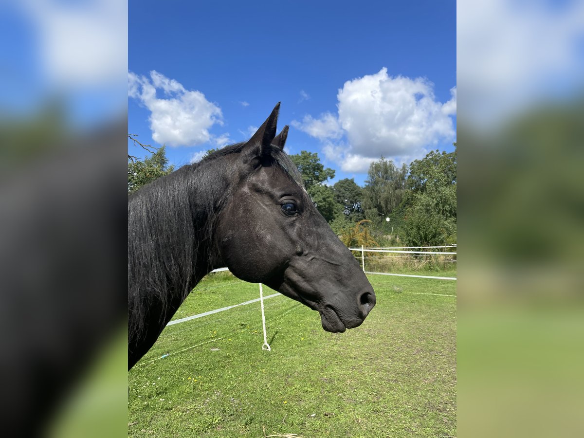 Akhal-Teke Stallion 9 years 15,1 hh Black in Nauen