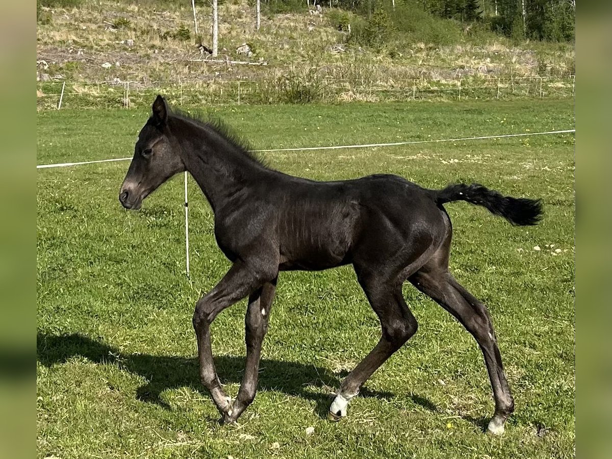 Akhal-Teke Stallion  16 hh Black in Magnor