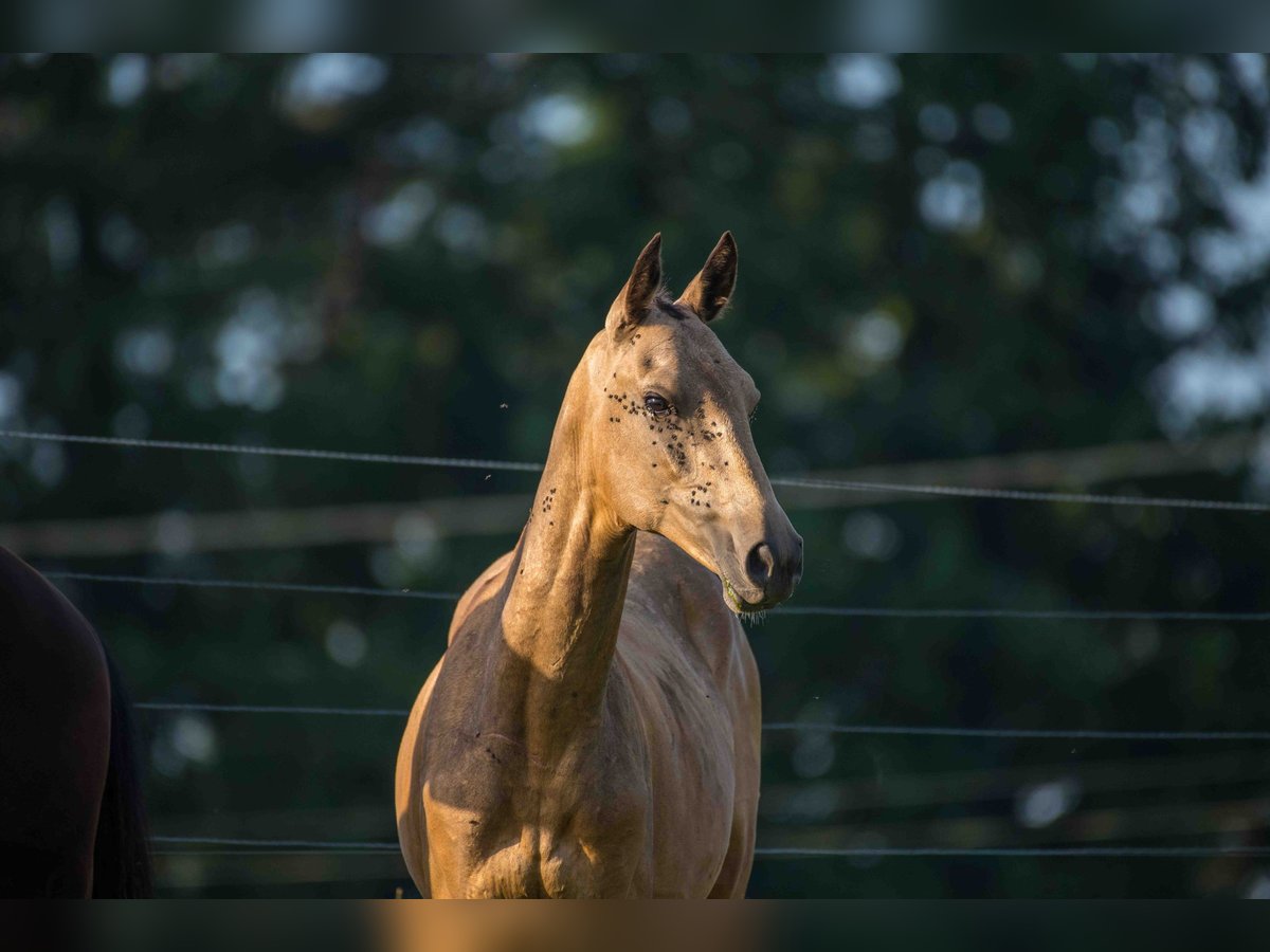 Akhal-Teke Stallone 2 Anni 155 cm Falbo in Val De Bride