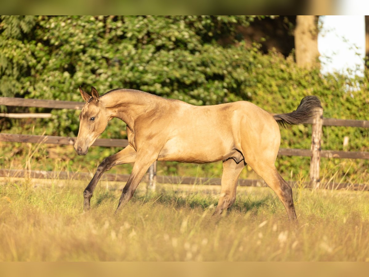 Akhal-Teke Stallone Puledri (03/2025) 163 cm Pelle di daino in Schoonebeek