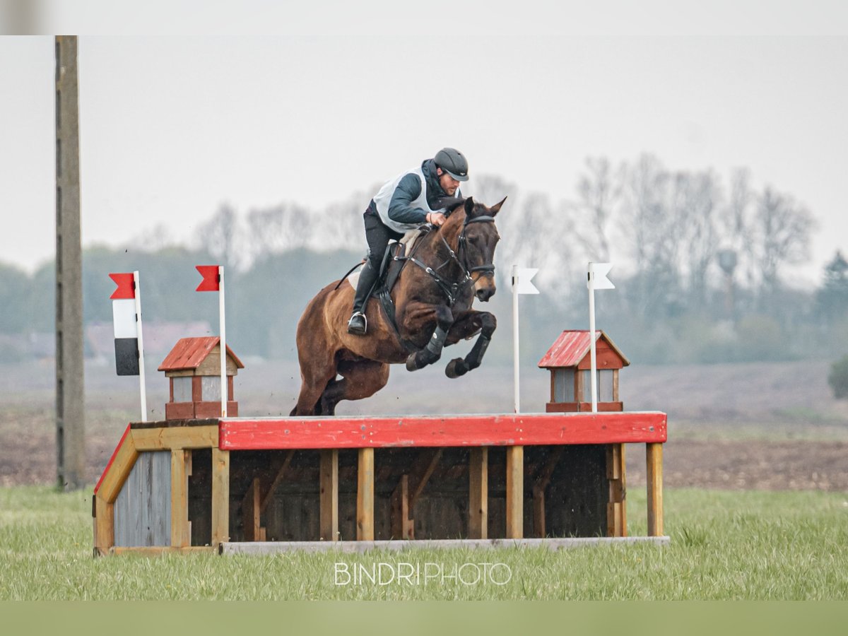 Akhal-Teke Blandning Sto 16 år 168 cm Gulbrun in Ópusztaszer