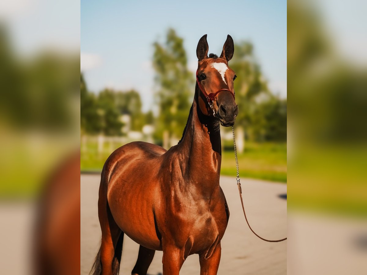 Akhal-Teke Yegua 1 año Castaño rojizo in Dzilnuciems Akhal-Teke Yegua 1 año Castaño rojizo in Dzilnuciems
