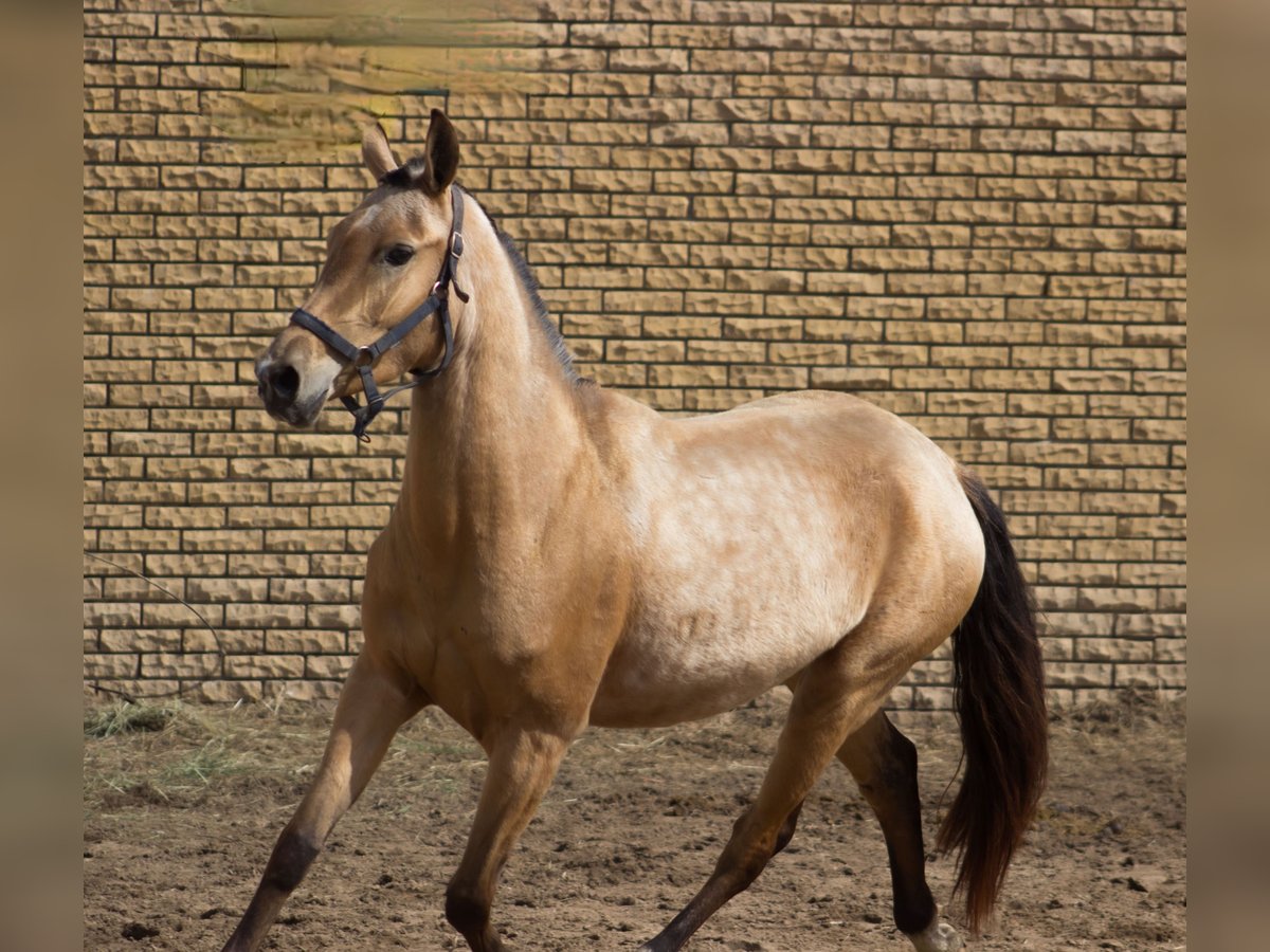 Akhal-Teke Yegua 3 años 154 cm Bayo in &#x421;&#x430;&#x43D;&#x43A;&#x442;-&#x43F;&#x435;&#x442;&#x435;&#x440;&#x431;&#x443;&#x440;&#x433;