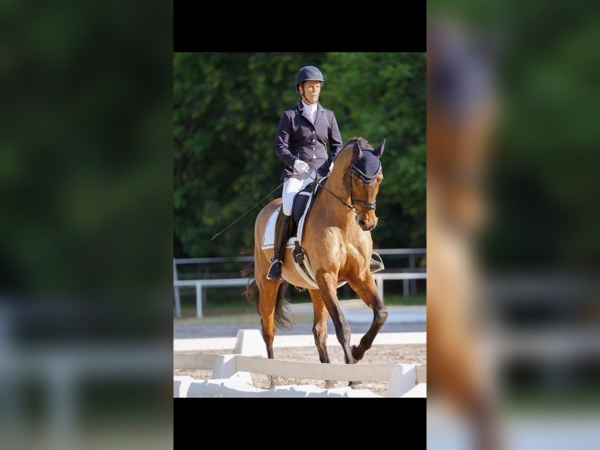 ***Aktuell***SUCHE RB mit Unterricht auf DRESSURPFERD