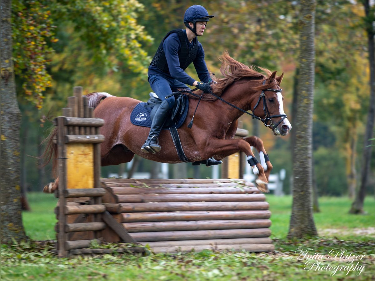 AL ILAF THAMIN Ägyptischer Araber Hengst in Tiefenbach