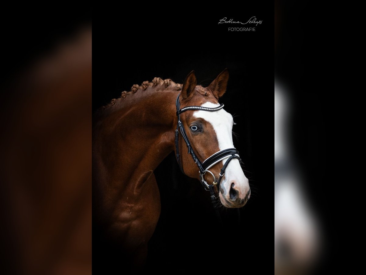 Alle Farben Trakehner Hengst Fuchs in Herbstein