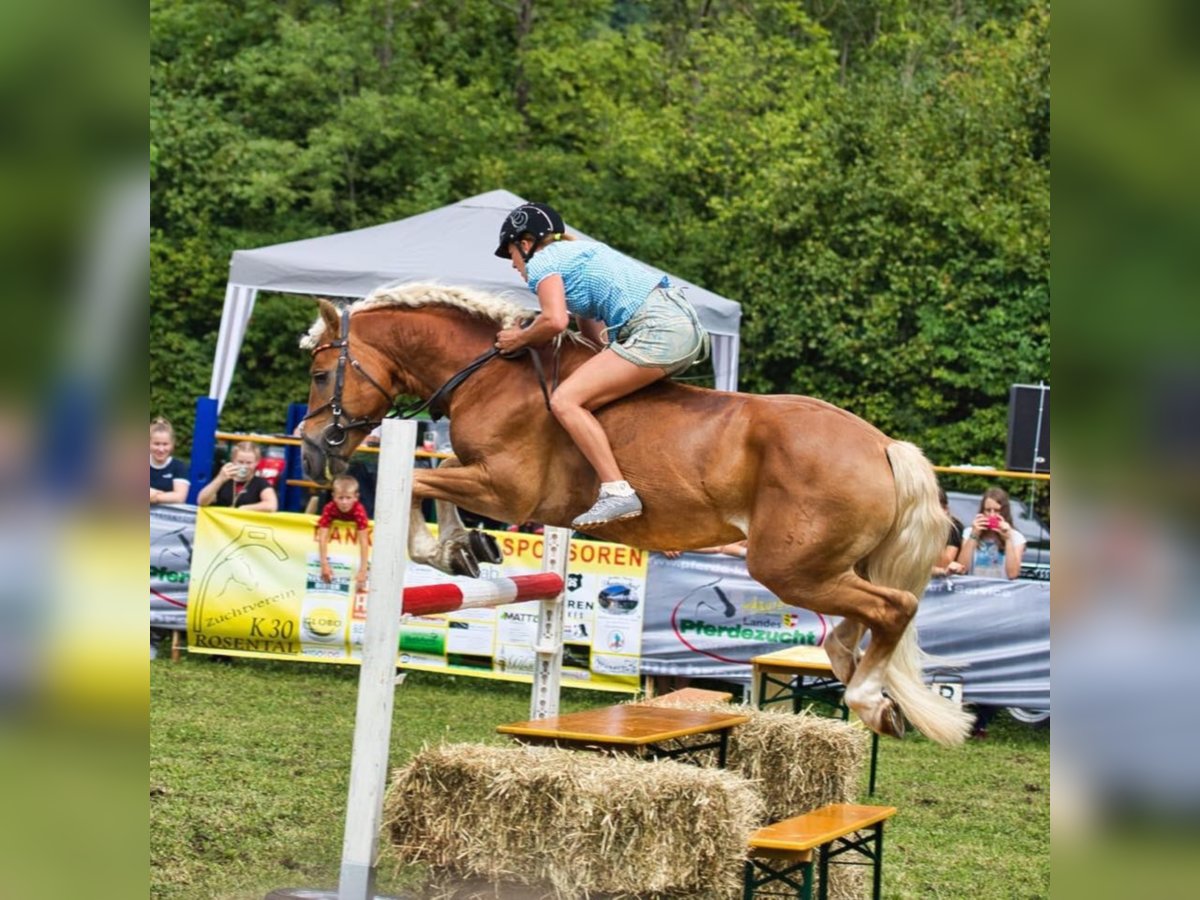 ALLEGRO Haflinger Hengst Fuchs in Keutschach am See