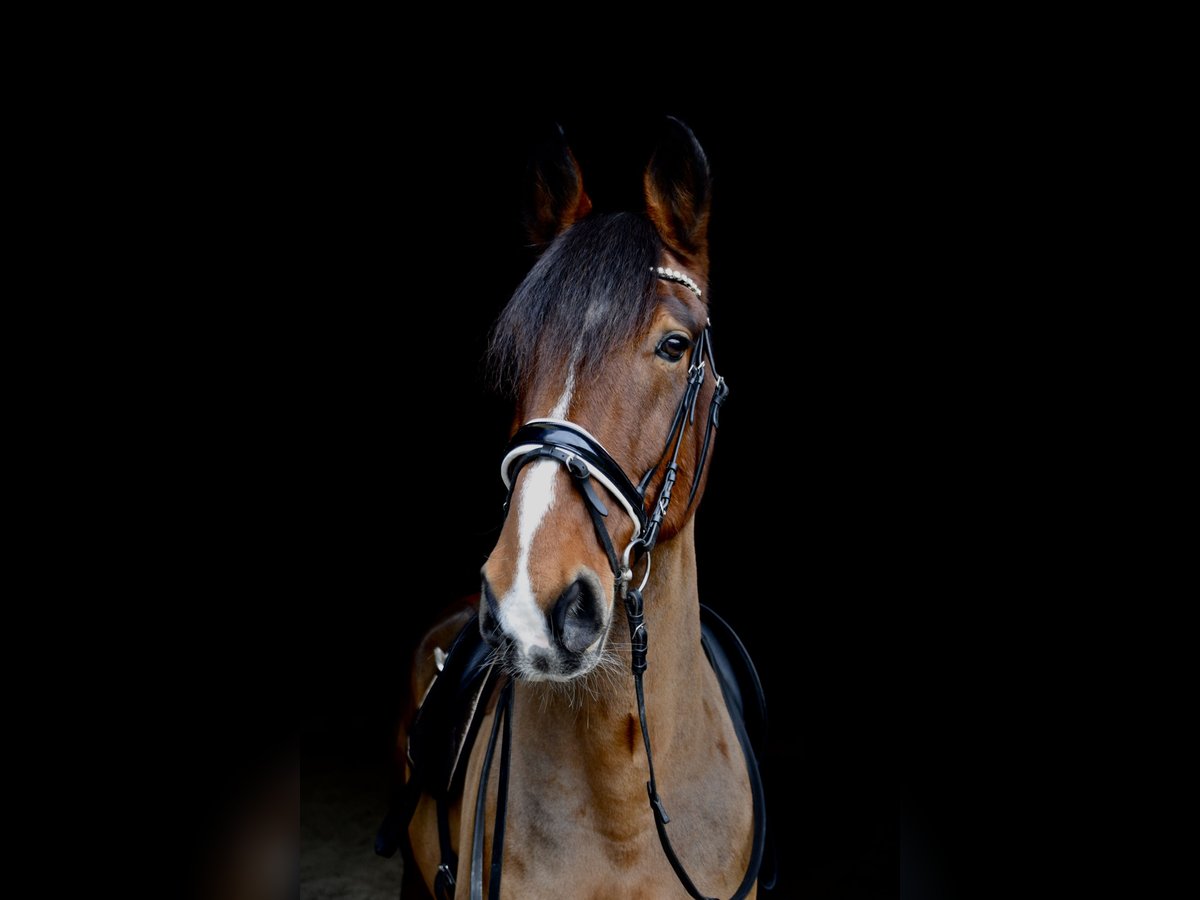 Alt Oldenburg Gelding 13 years 16 hh Brown in Oldenburg