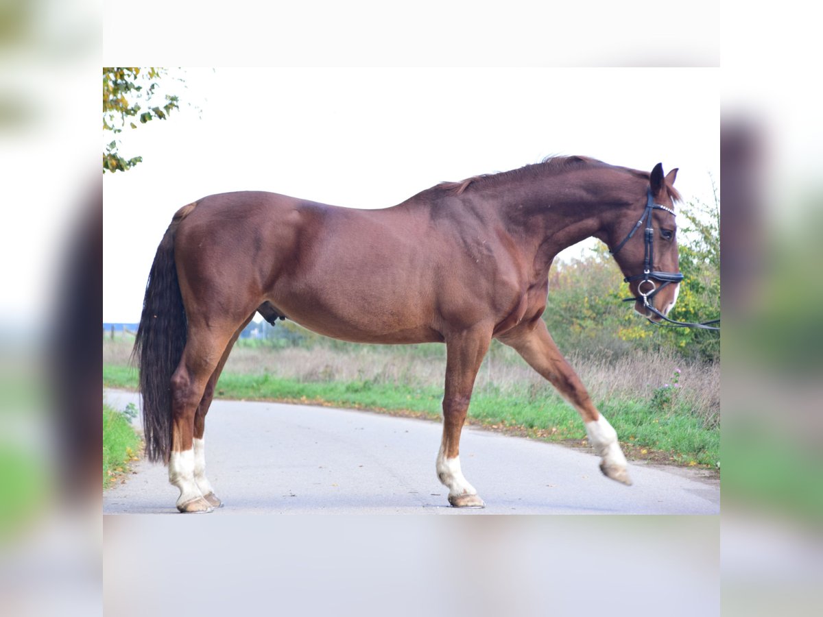 Alt Oldenburg Gelding 15 years 16,1 hh Chestnut in Niederkrüchtenhten