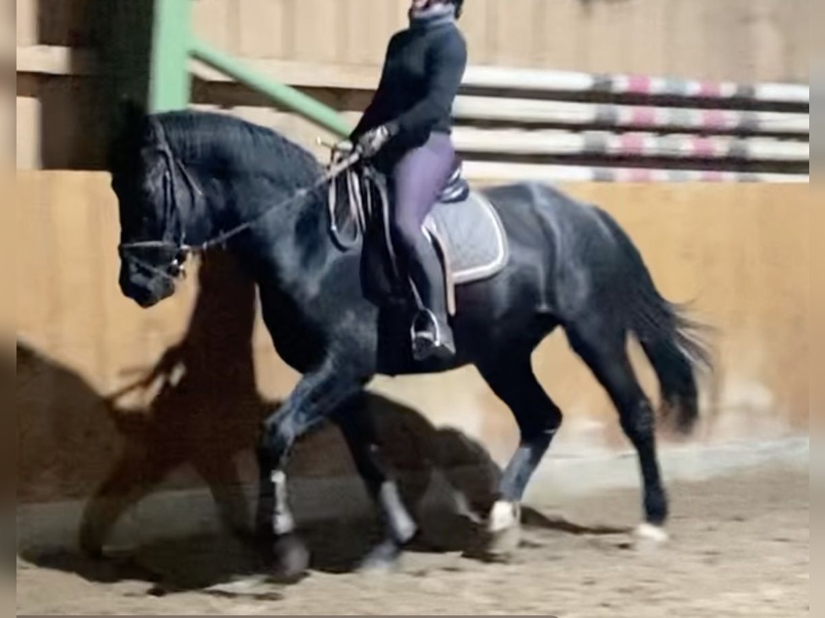Alt Oldenburg Gelding 3 years 16 hh Black in D&#xF6;tlingen