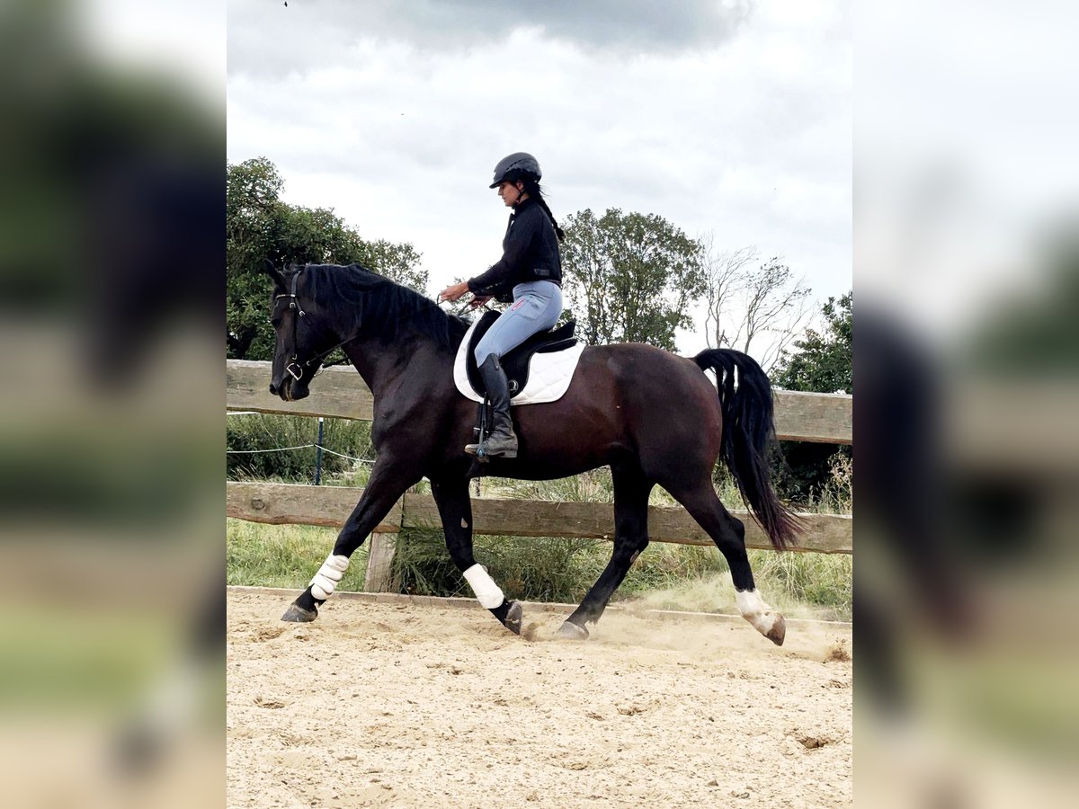 Alt Oldenburg Gelding 4 years 16,2 hh Black in Banzkow