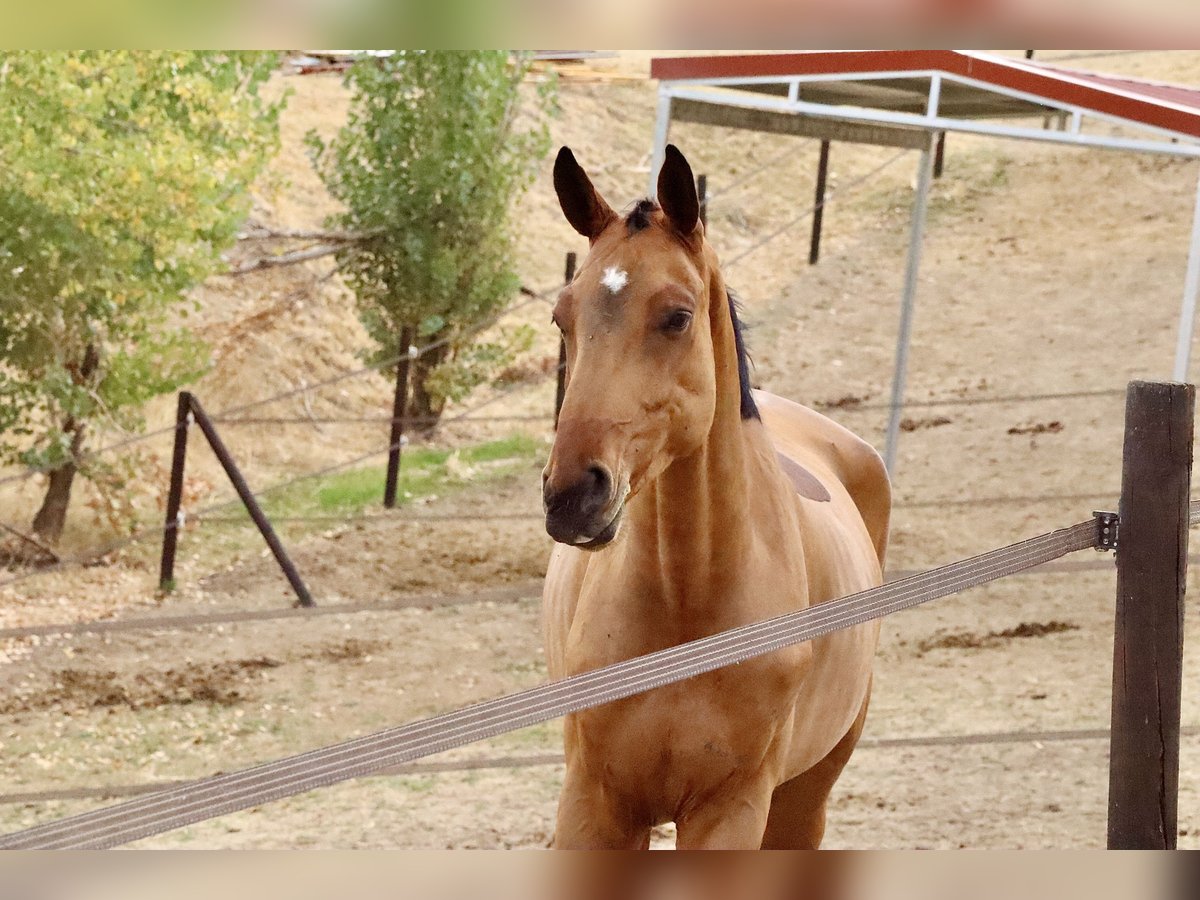 Alt Oldenburg Gelding 4 years 17 hh Brown in El Molar