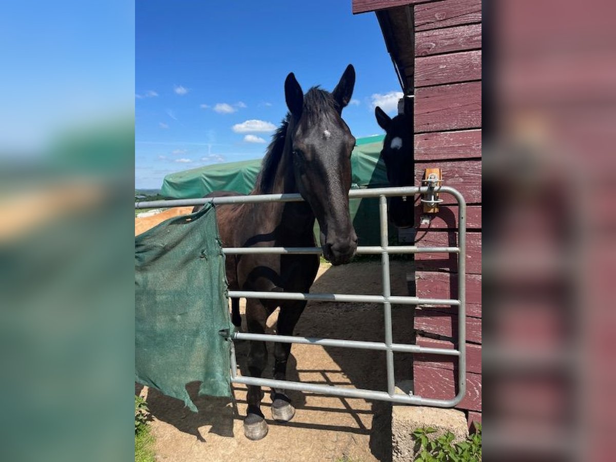 Alt Oldenburg Gelding 5 years 16,1 hh Black in Birkenbeul
