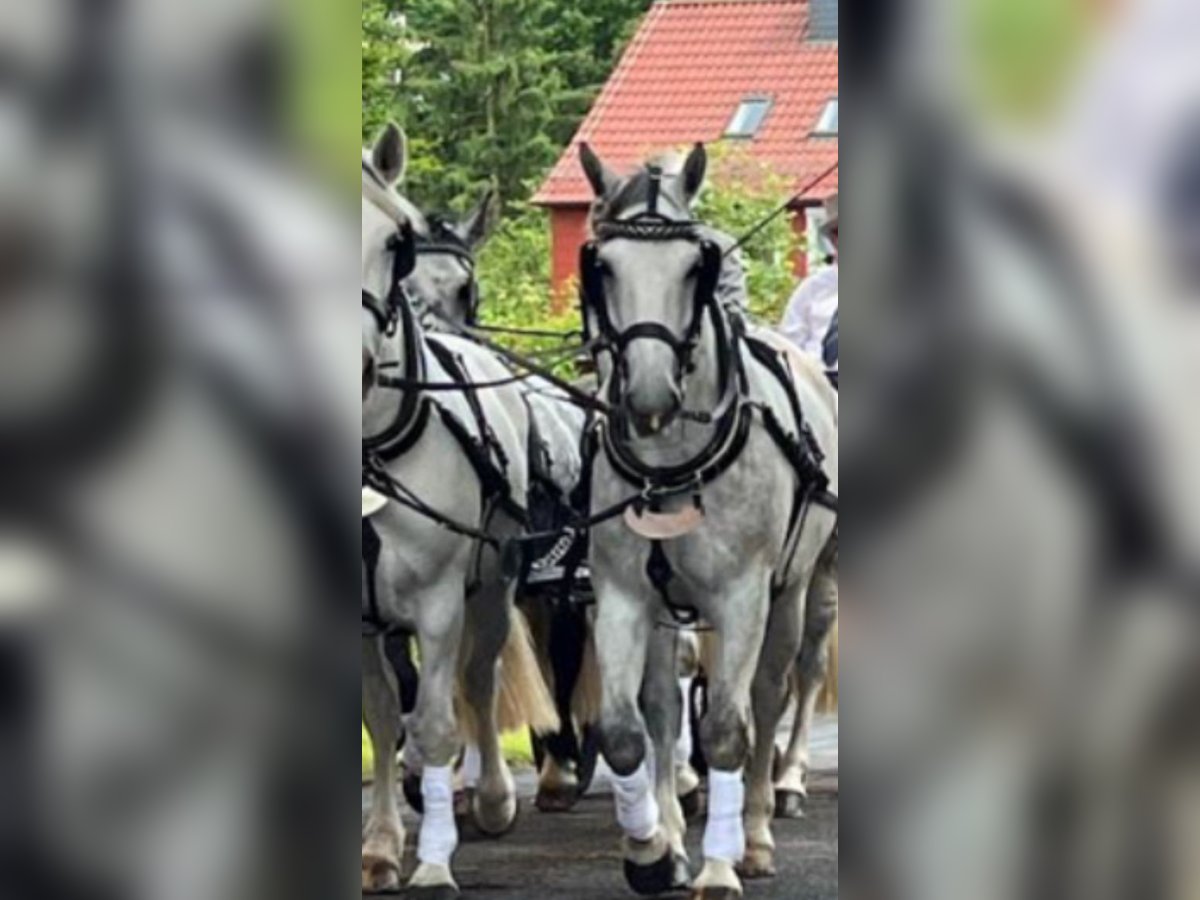 Alt Oldenburg Gelding 8 years 16,2 hh Grey in Willingen (Upland)