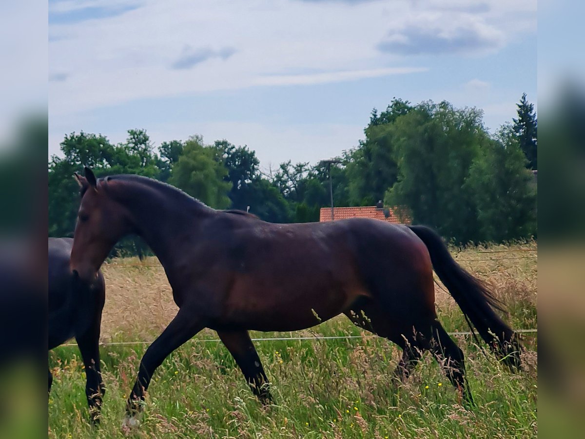 Alt Oldenburg Hingst 2 år 160 cm Brun in Moormerland