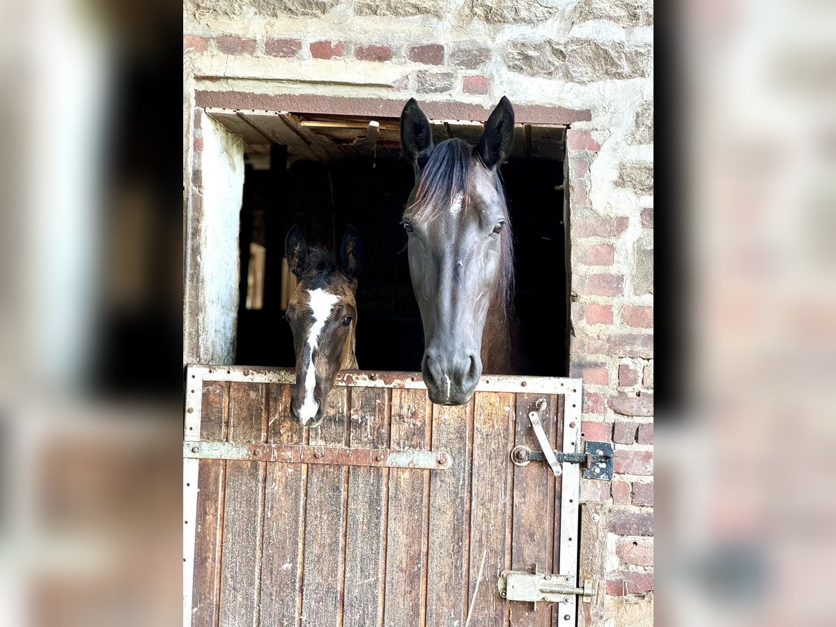 Alt Oldenburg Hingst Föl (05/2024) Svart in Menden