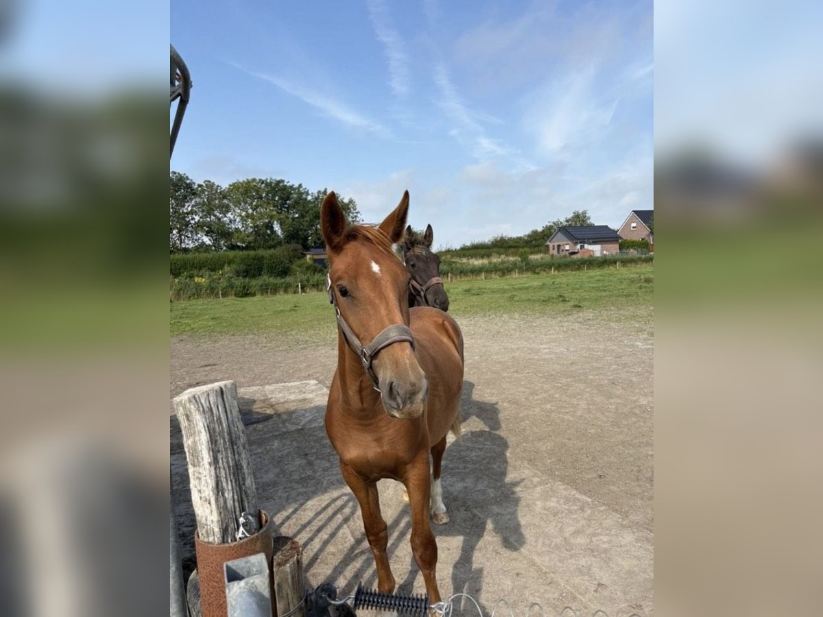 Alt Oldenburg Mix Mare 1 year 14,2 hh Chestnut-Red in Wirdum