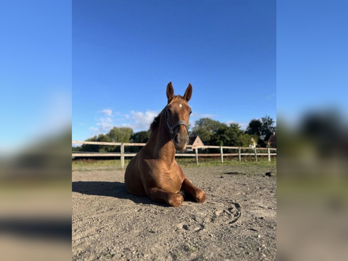 Alt Oldenburg Mix Mare 1 year 14,2 hh Chestnut-Red in Wirdum