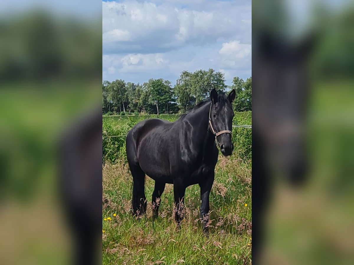 Alt Oldenburg Mare 4 years 16 hh Black in Moormerland