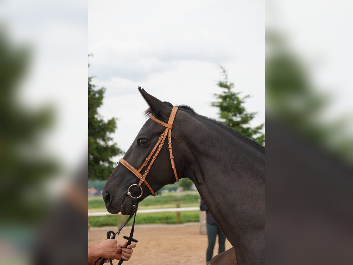 Alt Oldenburg Mare 4 years 16 hh Black in Rhinow