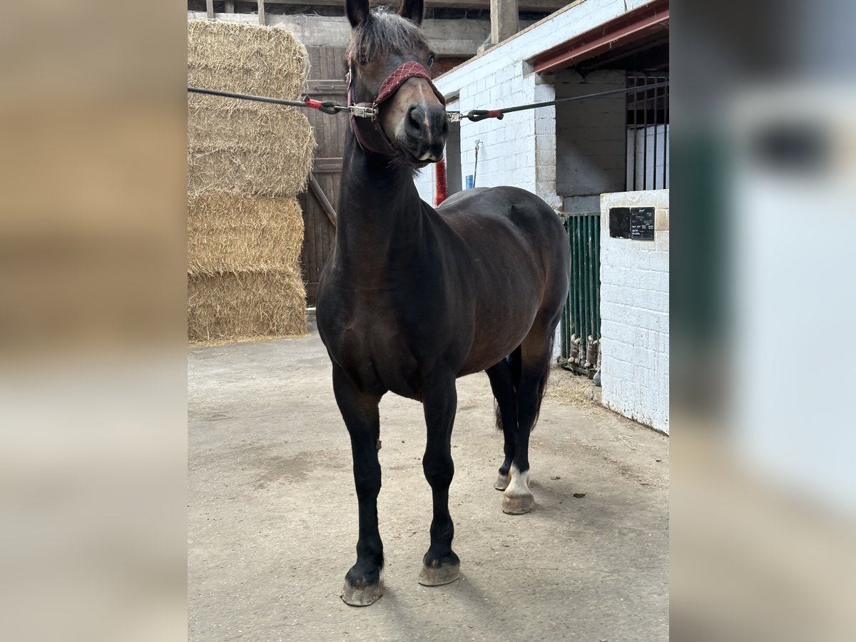 Alt Oldenburg Mare 7 years 15,1 hh Bay-Dark in Wilhelmshaven