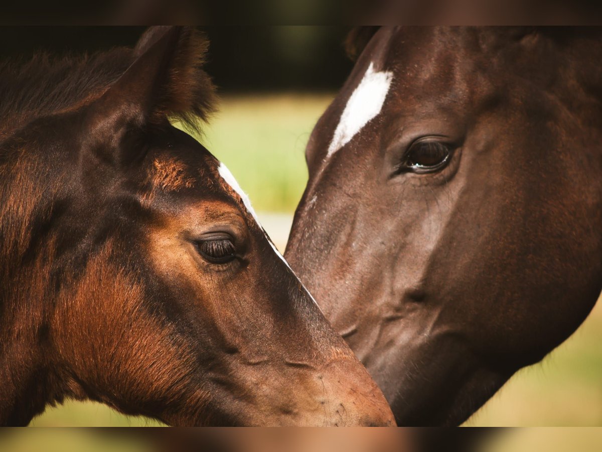 Alt Oldenburg Mare 8 years 15,1 hh Bay-Dark in D&#xF6;tlingenD&#xF6;tlingen