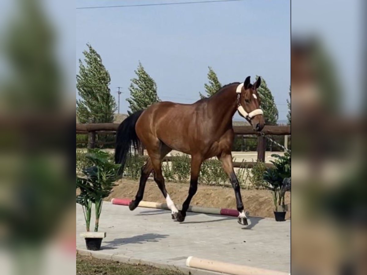 Alt Oldenburg Mare 9 years Brown in sajószentpéter