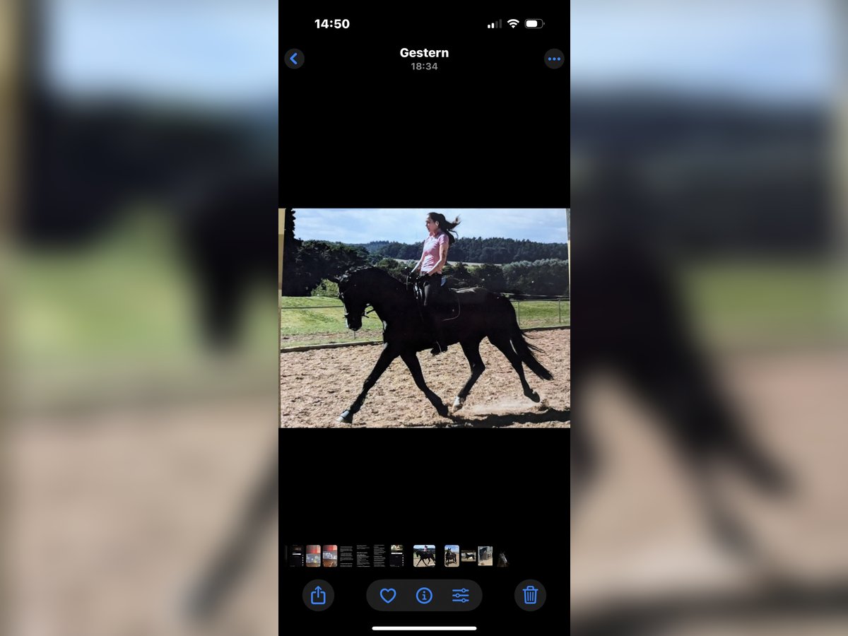 Alt Oldenburg Stallion 10 years 16 hh Black in Gneven