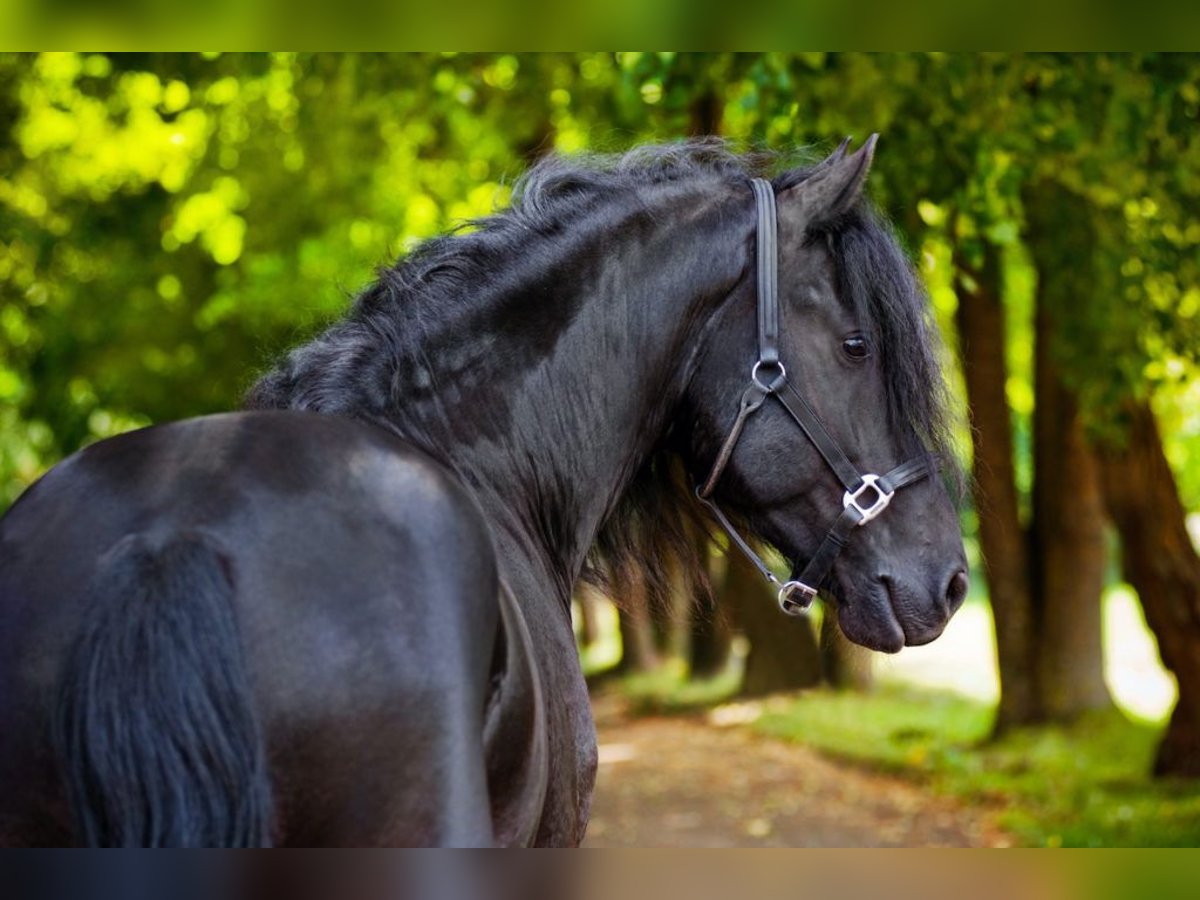 Alt Oldenburg Stallion 11 years in Georgsmarienhütte Alt Oldenburg Stallion 11 years in Georgsmarienhütte