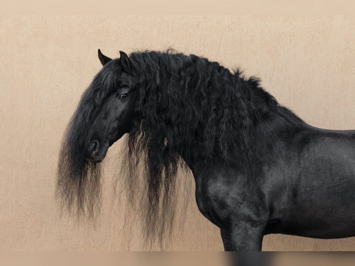 Alt Oldenburg Stallion 13 years in Wilhelmshaven Alt Oldenburg Stallion 13 years in Wilhelmshaven