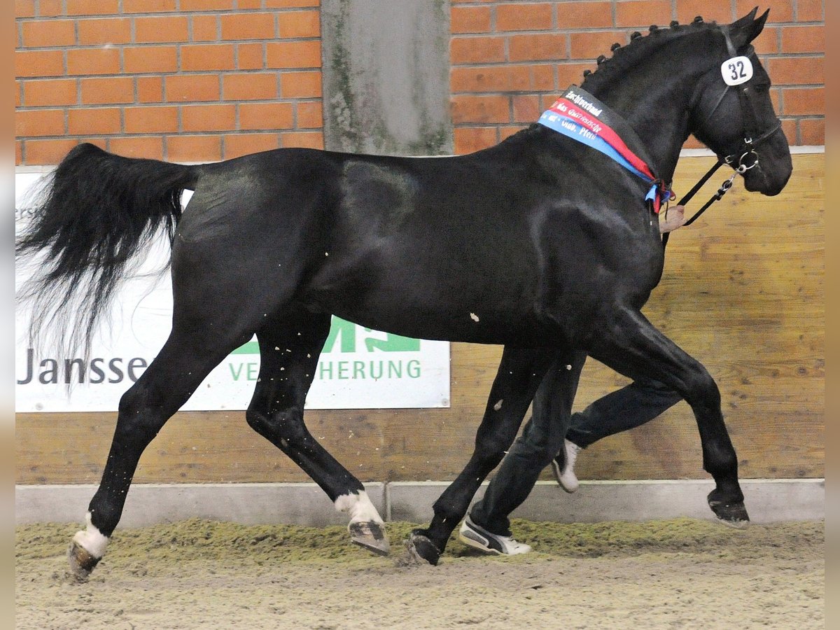Alt Oldenburg Stallion Black in Celle