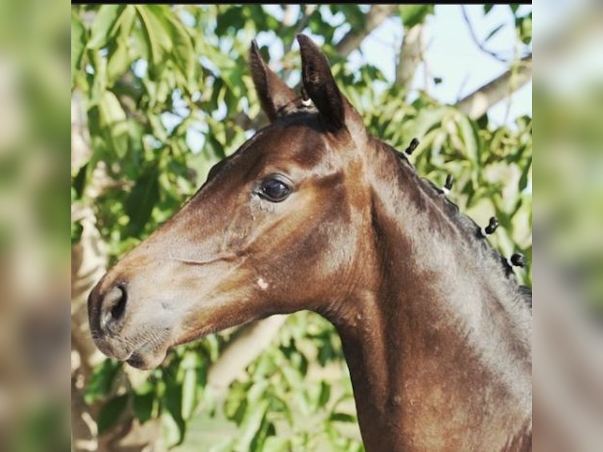 Alt Oldenburg Stallion Foal (03/2024) Bay-Dark in Alquerias Del Niño Perdido