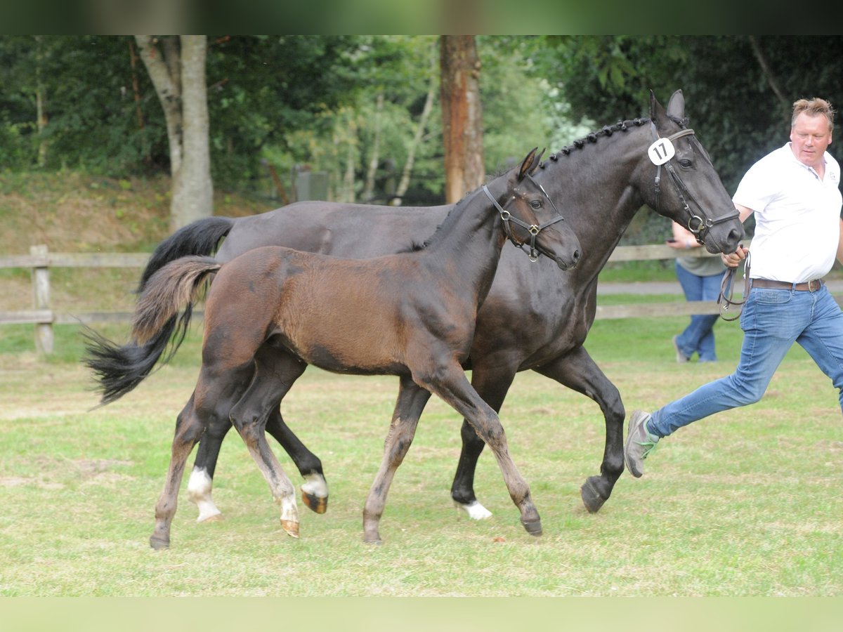 Alt Oldenburg Stallion Foal (04/2024) Black in Berge-Grafeld