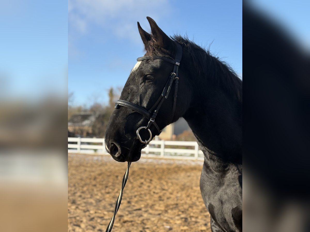 Alt-Oldenburger Castrone 3 Anni 175 cm Morello in F&#xFC;rstenberg