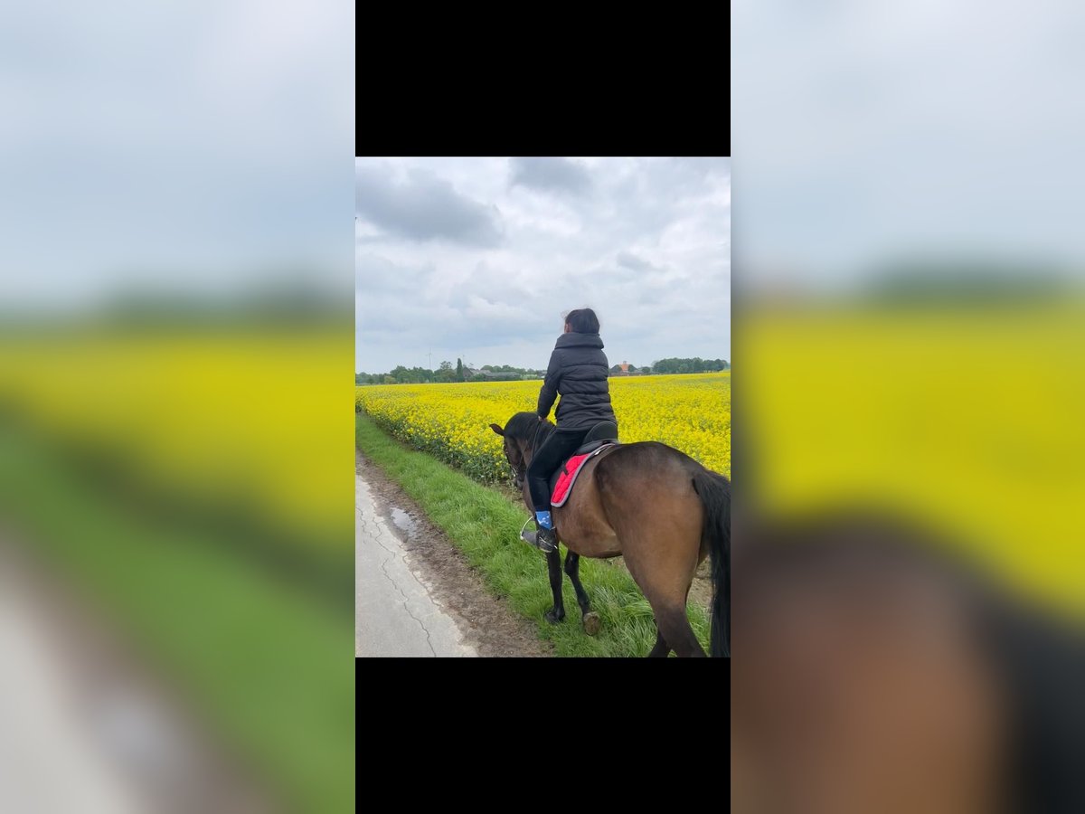 Alt-Oldenburger Giumenta 24 Anni 172 cm Baio in Wadersloh